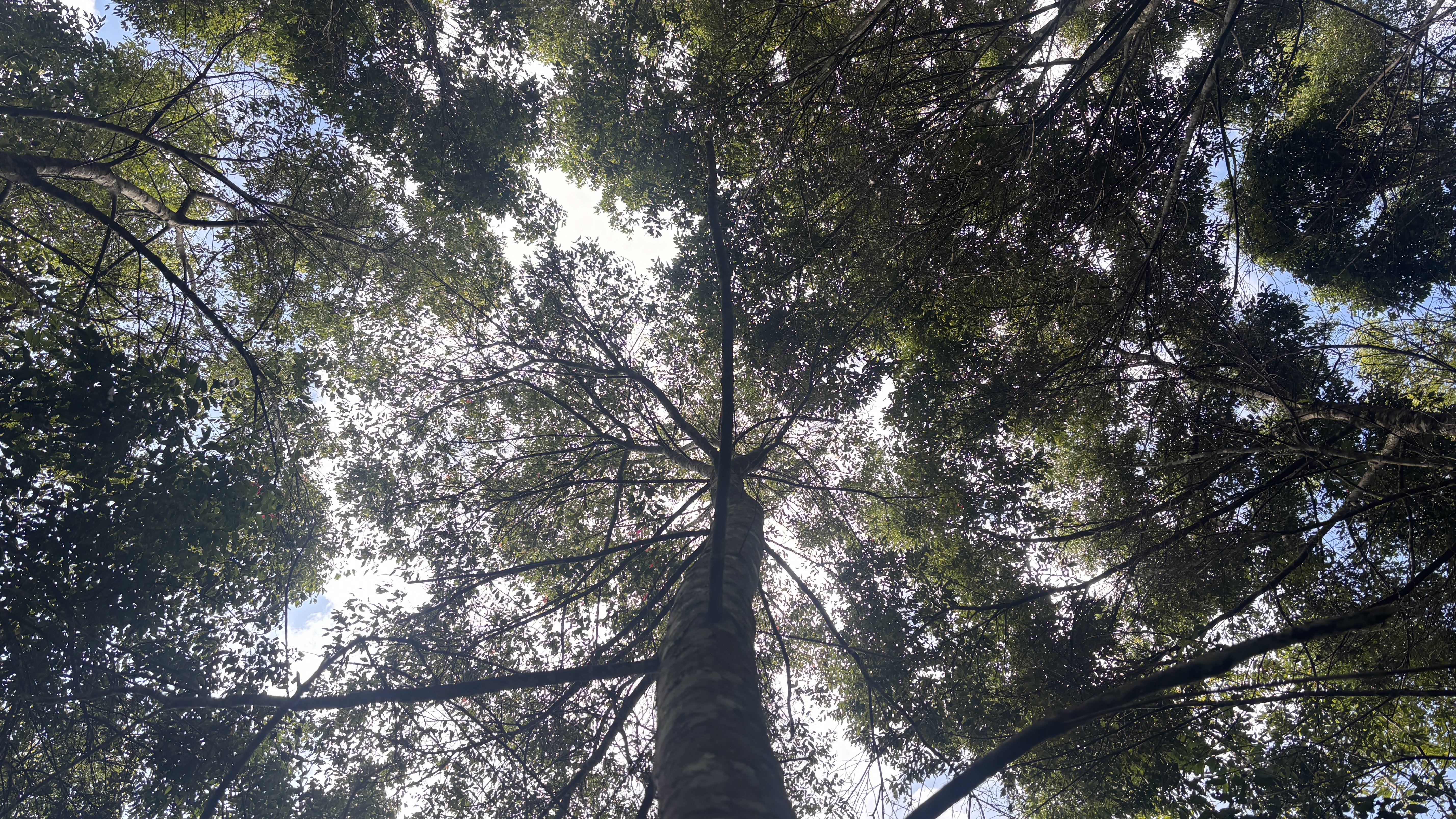 Cassia plantation under rainforest canopy, Sumatra — Rainforest Alliance certified
